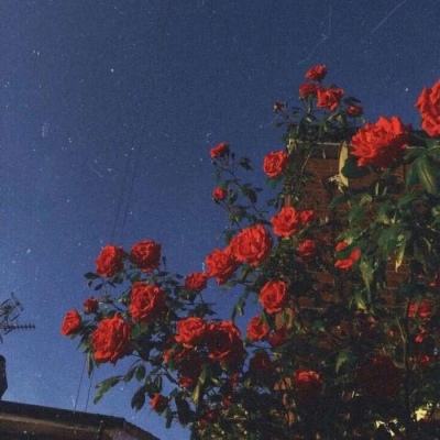 半岛官方APP入口下载手机版